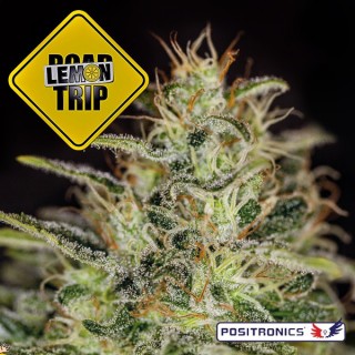 Lemon Trip 5 u. fem. Positronics