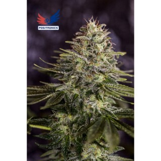 Sticky Dream 5 u. fem. Positronics