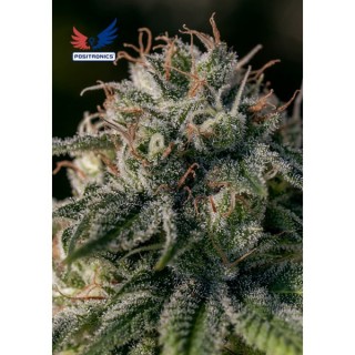 Crazy Lazy  5 u. fem. Positronics