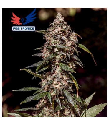 CBD+ 1:20 5 u. fem. Positronics