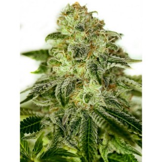 Glory OG 5 u. fem. Positronics