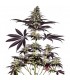 Caramelice CBD Express 5 u. fem. Positronics