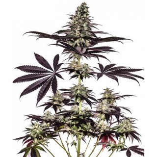 Caramelice CBD Express 5 u. fem. Positronics