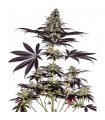 Caramelice CBD Express 5 u. fem. Positronics