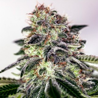 Sticky Dream Express 5 u. fem. Positronics