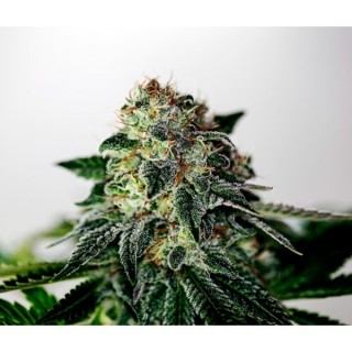 Mystic Cookie Express 5 u. fem. Positronics