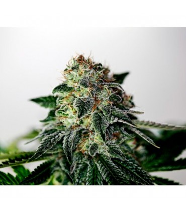 Mystic Cookie Express 5 u. fem. Positronics