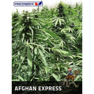 Auto Afghan Express fem. Positronics