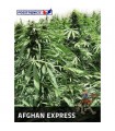 Auto Afghan Express fem. Positronics