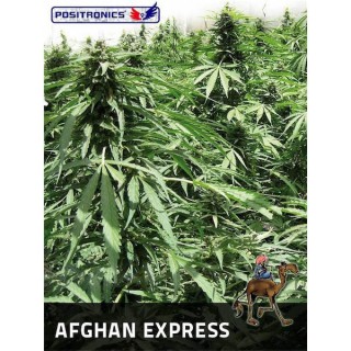 Auto Afghan Express  5 u. fem. Positronics