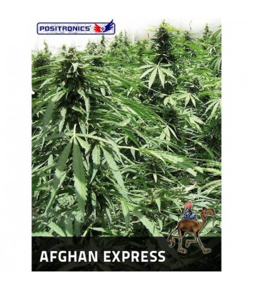 Auto Afghan Express  5 u. fem. Positronics