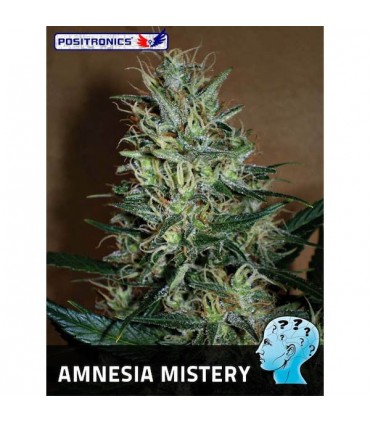 Amnesia Mistery fem. Positronics