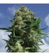 CBD Black Widow fem. Positronics