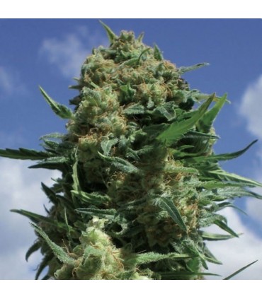 CBD Black Widow  5 u. fem. Positronics