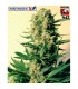 CBD Critical N47 - fem. Positronics