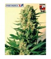 CBD Critical N47 - fem. Positronics