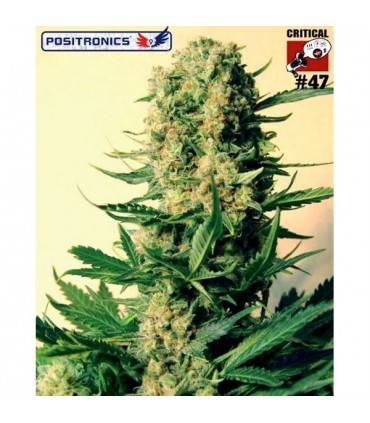 CBD Critical N47 -  5 u. fem. Positronics