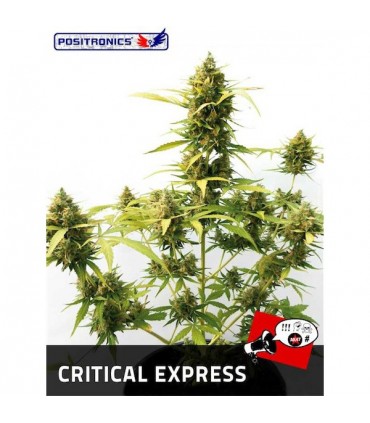 Auto Critical Express fem. Positronics