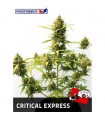 Auto Critical Express fem. Positronics