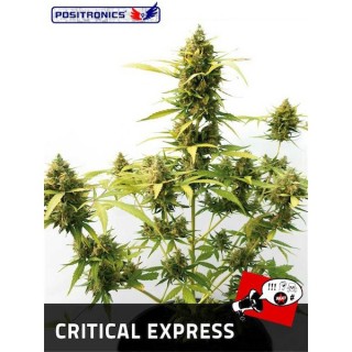 Auto Critical Express  5 u. fem. Positronics