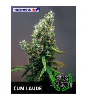 Cum Laude  3 u. fem. Positronics