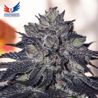 Gordomaster Kush 6 u. fem. Positronics