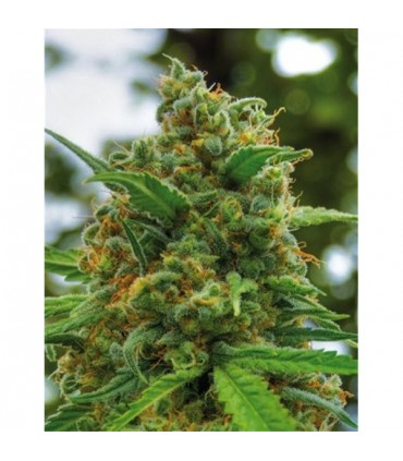 Grapefruit 5 u. fem. Positronics