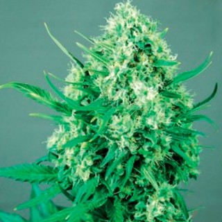 Jack Diesel Express 5 u. fem. Positronics