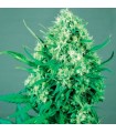 Jack Diesel Express 5 u. fem. Positronics