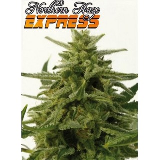 Northern Haze Express 5 u. fem. Positronics