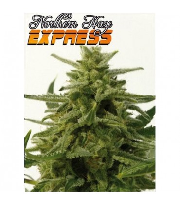 Northern Haze Express 5 u. fem. Positronics