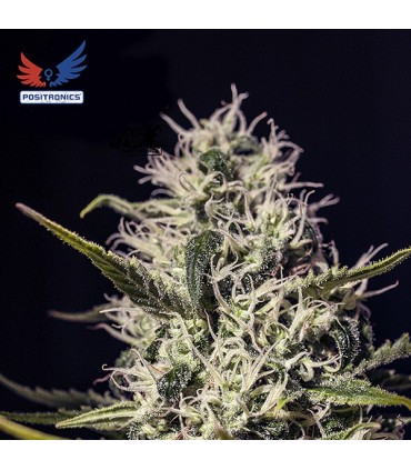 One Love Haze 6 u. fem. Positronics