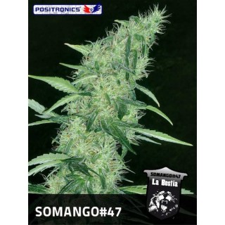 Somango N47 - fem. Positronics