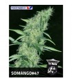 Somango N47 - fem. Positronics