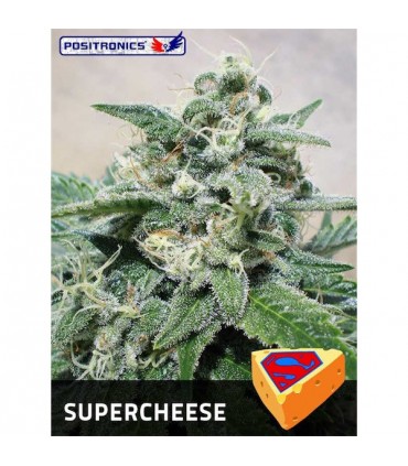 Supercheese  3 u. fem. Positronics