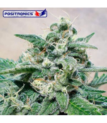 Super Cheese Express 5 u. fem. Positronics