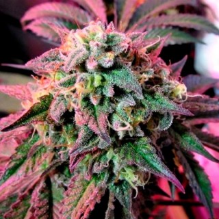 Cherry Pie fem. Female Seeds