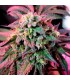 Cherry Pie 10 u. fem. Female Seeds