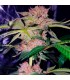 Mimosa Champagne fem. Female Seeds