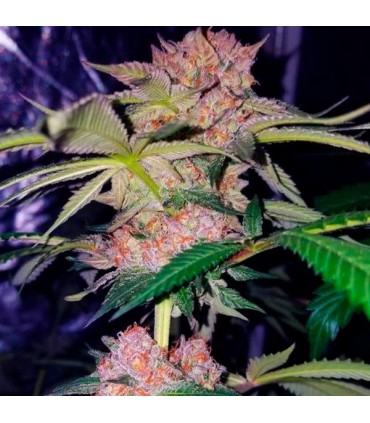 Mimosa Champagne 10 u. fem. Female Seeds