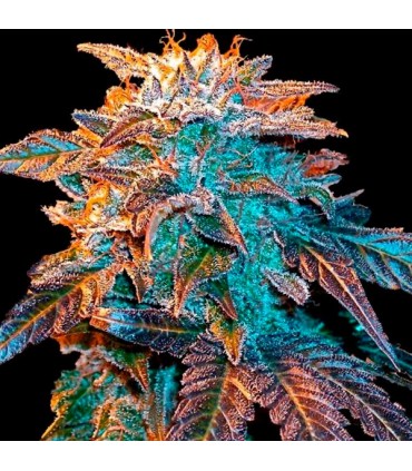 Auto Gelato 10 u. fem. Female Seeds