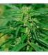 CBD Terra Italia fem. Female Seeds