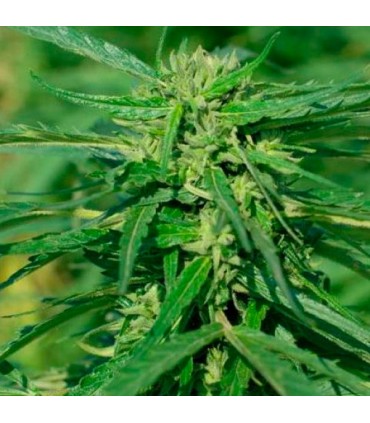 CBD Terra Italia fem. Female Seeds
