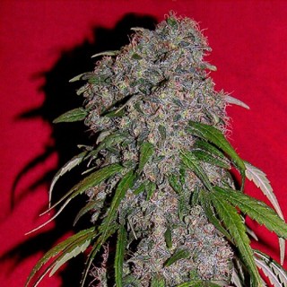 Sexbud fem. Female Seeds