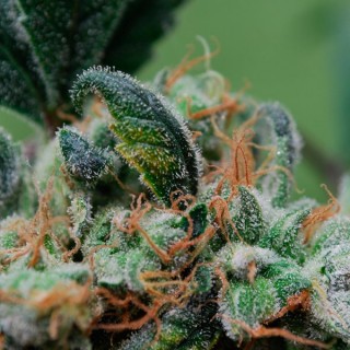 Blueberry Cheesecake fem. Female Seeds