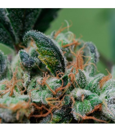 Blueberry Cheesecake fem. Female Seeds