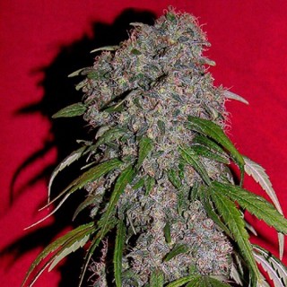 Sexbud 10 u. fem. Female Seeds