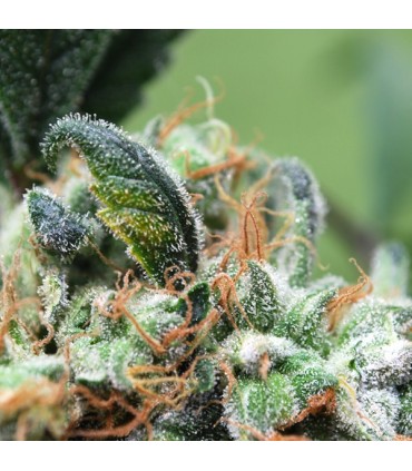 Blueberry Cheesecake 10 u. fem. Female Seeds