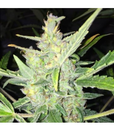 Auto White Widow x Big Bud 10 u. fem. Female Seeds