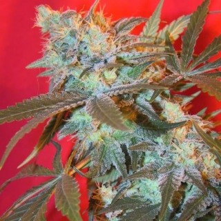 Iced Widow 10 u. Female Seeds